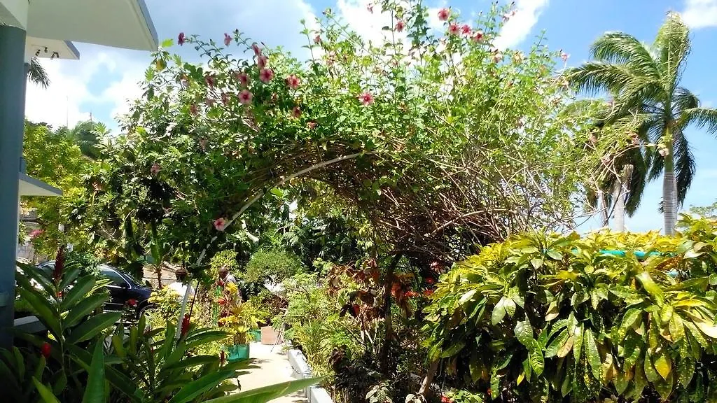 ** Hotel Palm View Guest House Montego Bay Jamajka